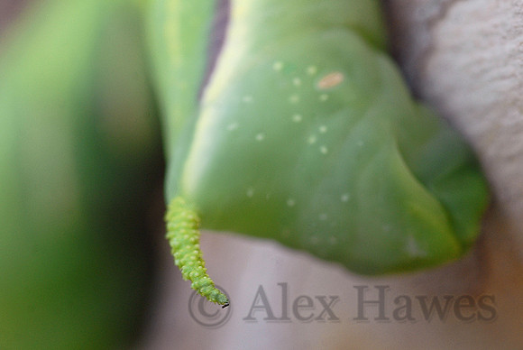 Tomato hornworm caterpillar, Tucson