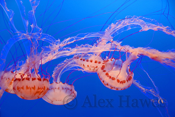 Purple-striped jellies, Monterey Bay Aquarium, California