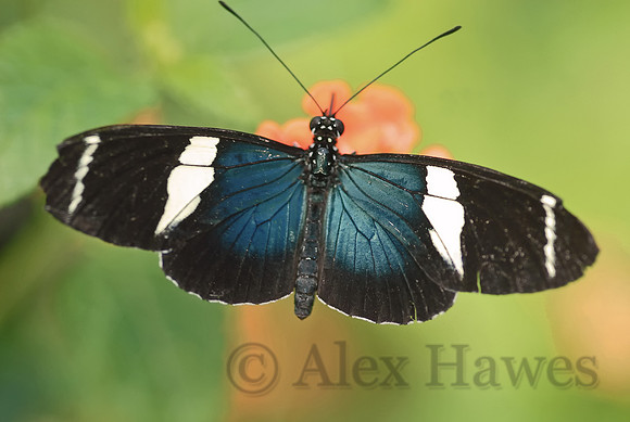 Sara longwing butterfly, Tucson Botanical Gardens