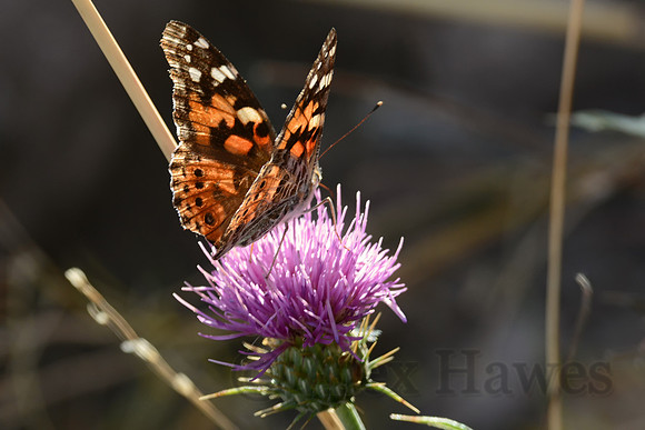 Painted lady butterfly on thistle, John Slaughter Ranch near Douglas, Arizona