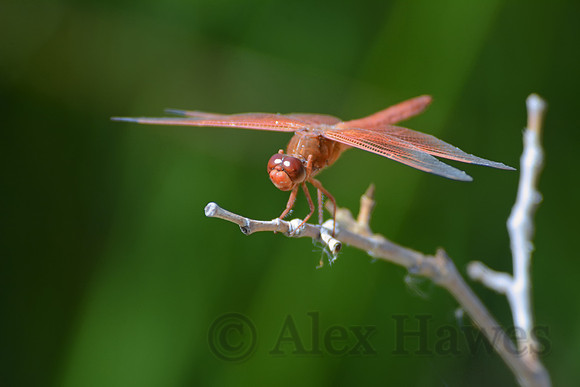 Mexican amberwing dragonfly, John Slaughter Ranch, near Douglas, Arizona