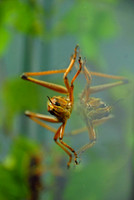Grasshopper, Victoria Bug Zoo, Victoria, British Columbia