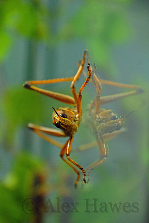 Grasshopper, Victoria Bug Zoo, Victoria, British Columbia
