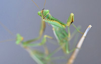 Praying mantises, Tucson, Arizona