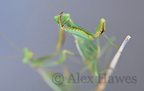 Praying mantises, Tucson, Arizona