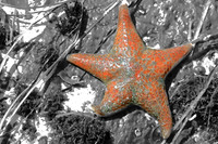 Sea star (starfish), Smith River, California