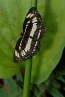 Butterfly Magic exhibit, Tucson Botanical Gardens