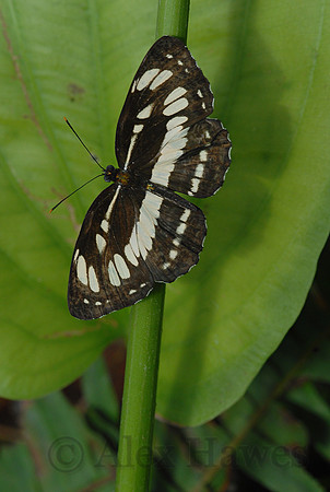 Butterfly Magic exhibit, Tucson Botanical Gardens