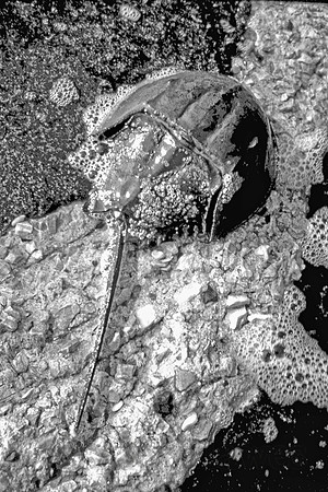 Horseshoe crab, Delaware Bay
