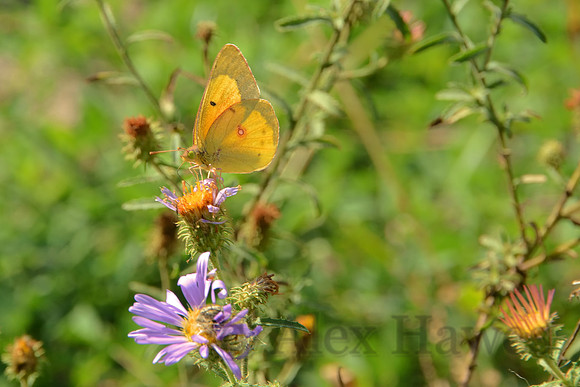 Butterfly, Gila National Forest, New Mexico