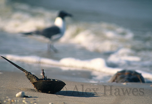 Beached horseshoe crab, Cape May, New Jersey