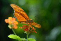 Butterfly Magic exhibit, Tucson Botanical Gardens