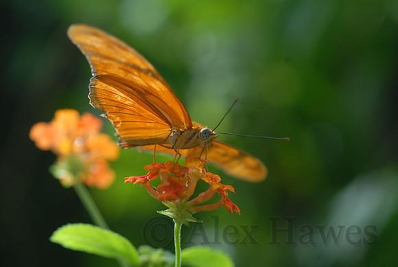 Butterfly Magic exhibit, Tucson Botanical Gardens