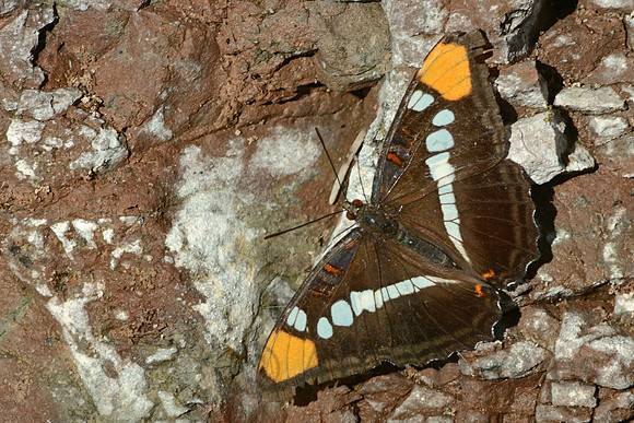 Arizona sister butterfly in Cave Creek, Chiricahua Mountains, southeastern Arizona