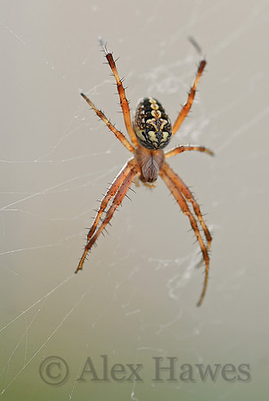 Orbweaver spider, Tucson, Arizona