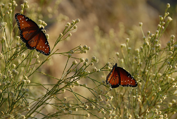 Queen butterflies, Sabino Canyon, Tucson, Arizona
