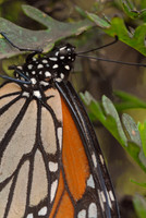 Monarch butterfly, Monarch Grove Butterfly Sanctuary, Monterey, California