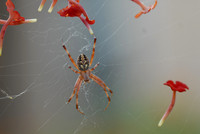 Orbweaver spider, Tucson, Arizona
