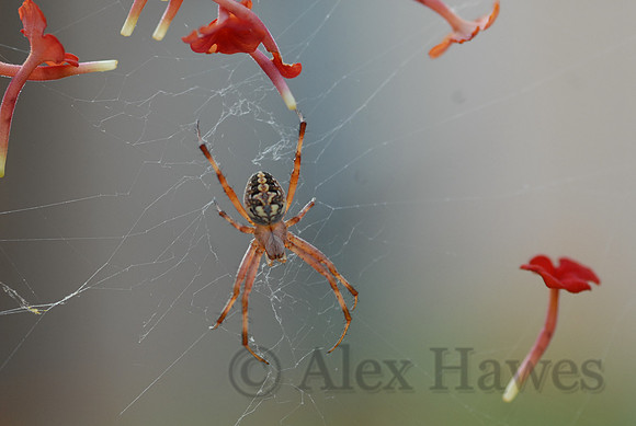 Orbweaver spider, Tucson, Arizona