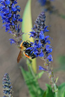 Bumblebee, The Arboretum at Flagstaff, Arizona