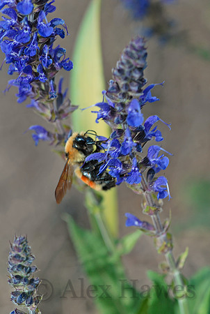 Bumblebee, The Arboretum at Flagstaff, Arizona