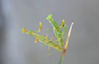 Praying mantises, Tucson, Arizona