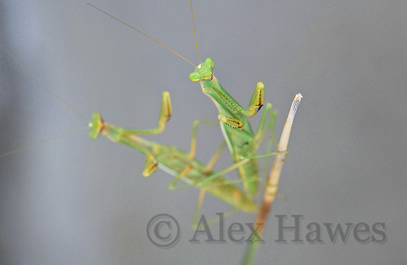 Praying mantises, Tucson, Arizona