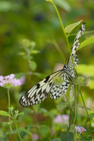 Butterfly Magic exhibit, Tucson Botanical Gardens
