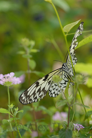 Butterfly Magic exhibit, Tucson Botanical Gardens