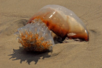 Cannonball jellyfish, Wassaw Island, Georgia