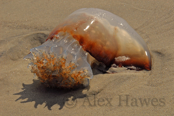 Cannonball jellyfish, Wassaw Island, Georgia