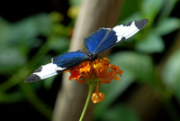 Butterfly Magic exhibit, Tucson Botanical Gardens