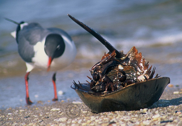 Beached horseshoe crab, Cape May, New Jersey