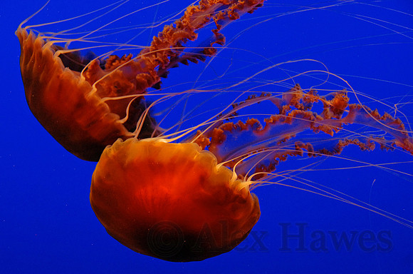 Sea nettles, Monterey Bay Aquarium, California