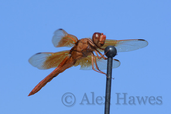 Mexican amberwing dragonfly, John Slaughter Ranch, near Douglas, Arizona