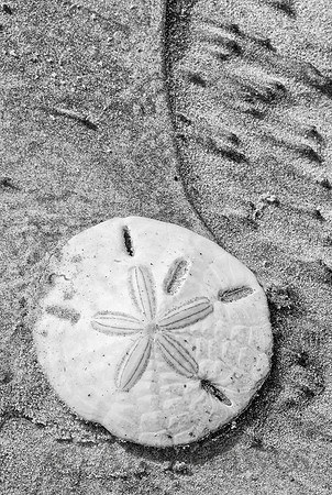 Sand dollar, Wassaw Island, Georgia