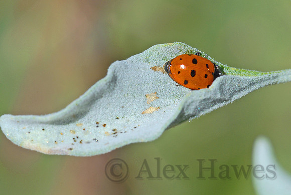 Ladybug, Saguaro National Park East, Tucson