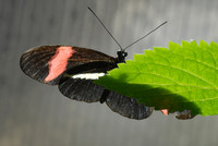 Butterfly Magic exhibit, Tucson Botanical Gardens