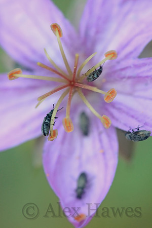 Insects on wild geranium, Butterfly Trail, Mount Lemmon, Arizona