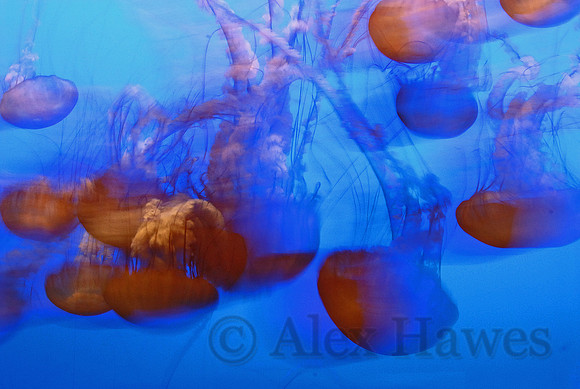Sea nettles, Monterey Bay Aquarium, California