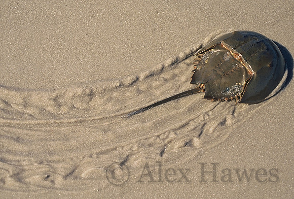 Horseshoe crab, Cape May, New Jersey