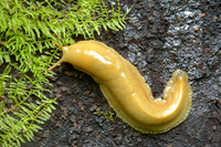 Banana slug, Redwoods National Park, California