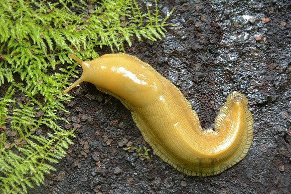 Banana slug, Redwoods National Park, California