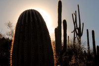 Sabino Canyon, Tucson, Arizona