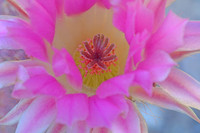 Cactus flower in planter, Tucson, Arizona