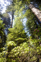 Rhododendrons and redwoods, Del Norte Coast Redwoods State Park, California