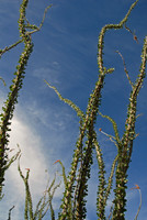 Ocotillo, Catalina State Park, Oro Valley, Arizona