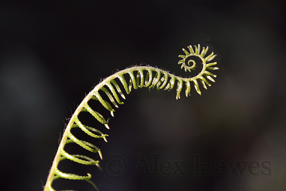 Fern along Simpson-Reed Trail, Crescent City, California