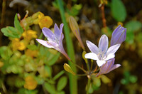 Flowers in Jedediah Smith Redwood State Park, California