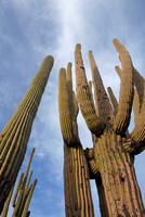 Saguaro cactus, Catalina State Park, Oro Valley, Arizona